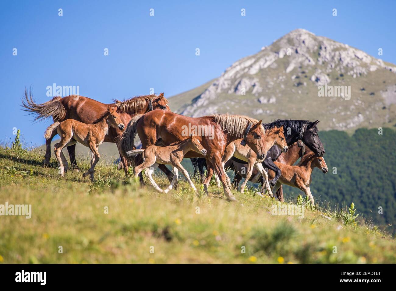running horses nature lawn - pollino national park Stock Photo
