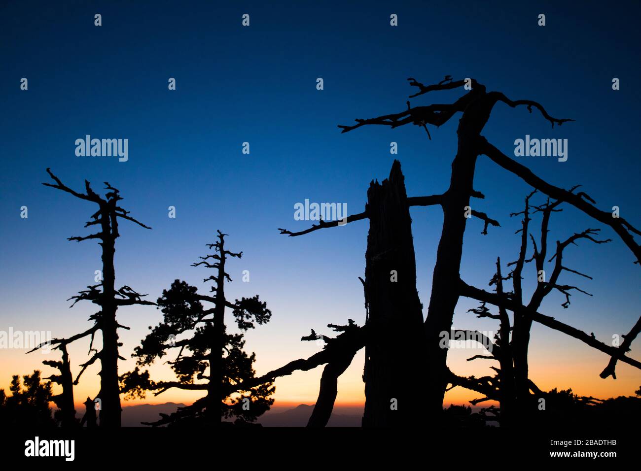 silhuette at sunset -  peaks of the pollino national park - big trees Stock Photo