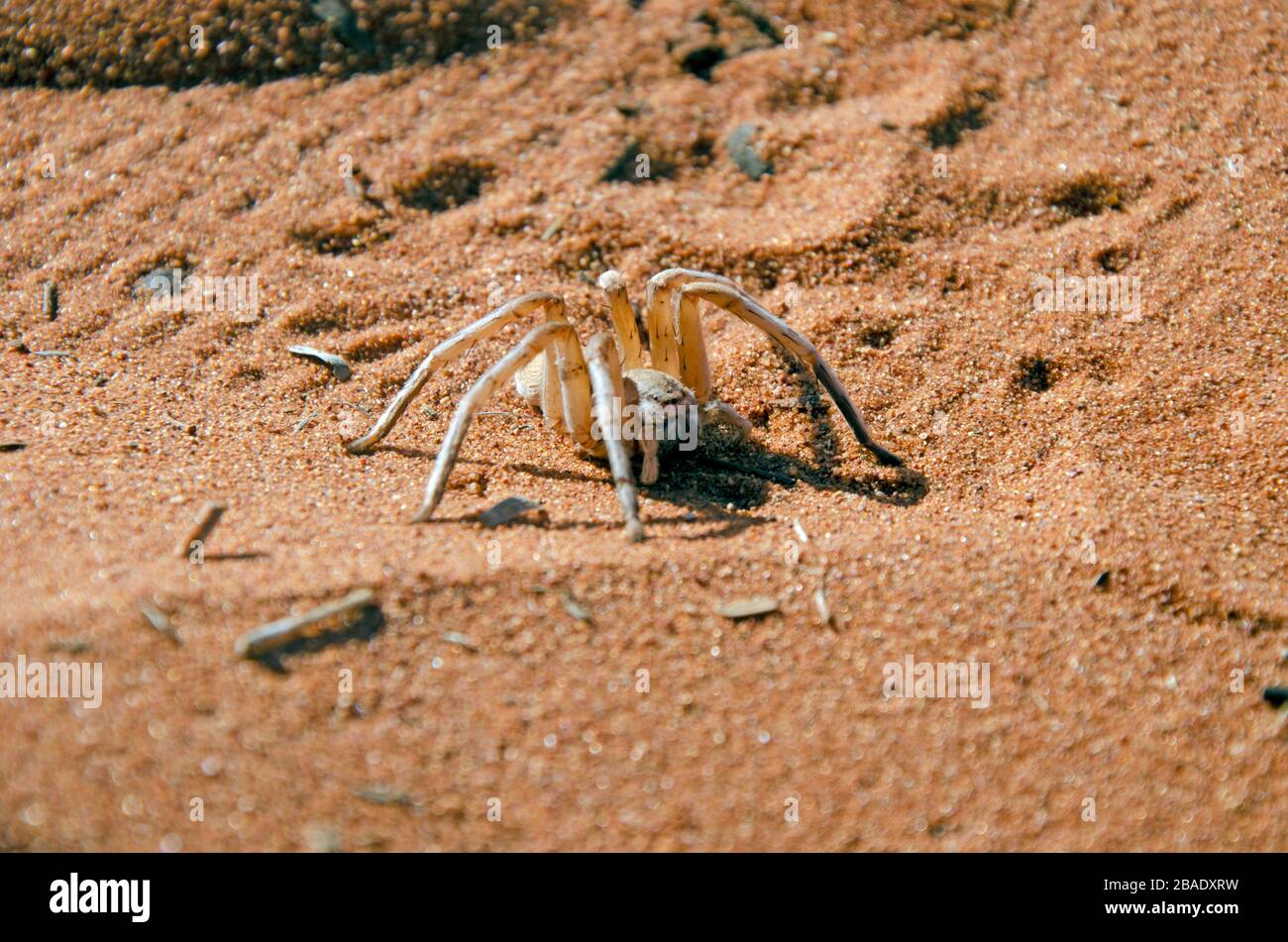 White lady namibia hi-res stock photography and images - Page 2 - Alamy