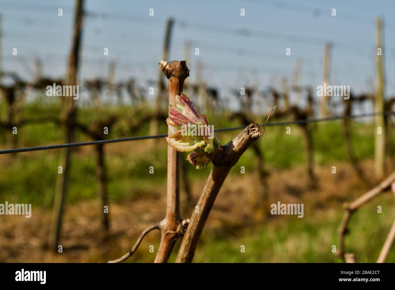 New shoots on vines in spring in a vineyard in the Cotes de Duras AOC of SW France. Stock Photo