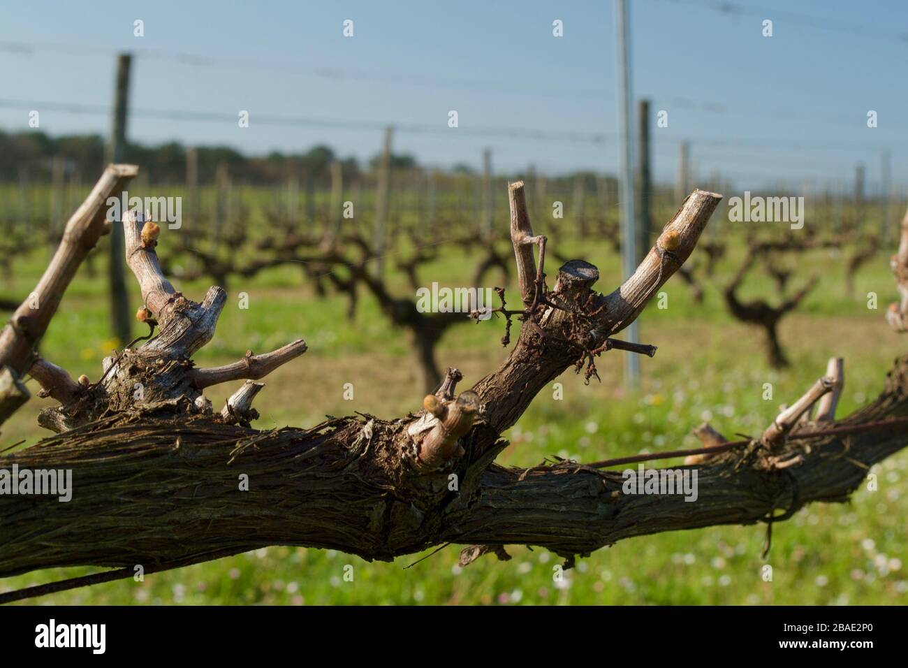 New shoots on vines in early spring in a vineyard in the Cotes de Duras AOC, France. Stock Photo
