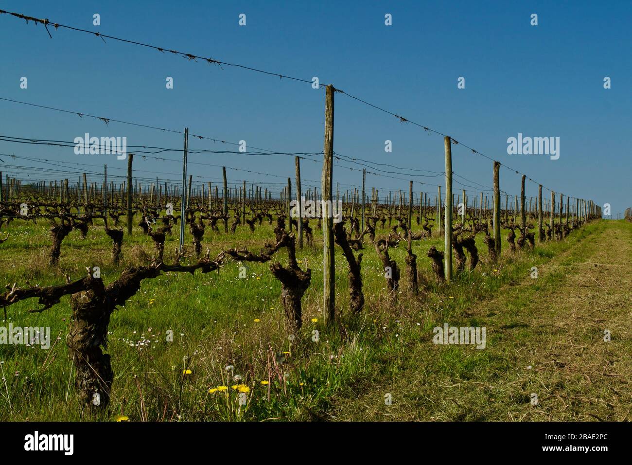 Rows of vines in a vinyard in the Cotes de Duras AOC of SW France. Stock Photo