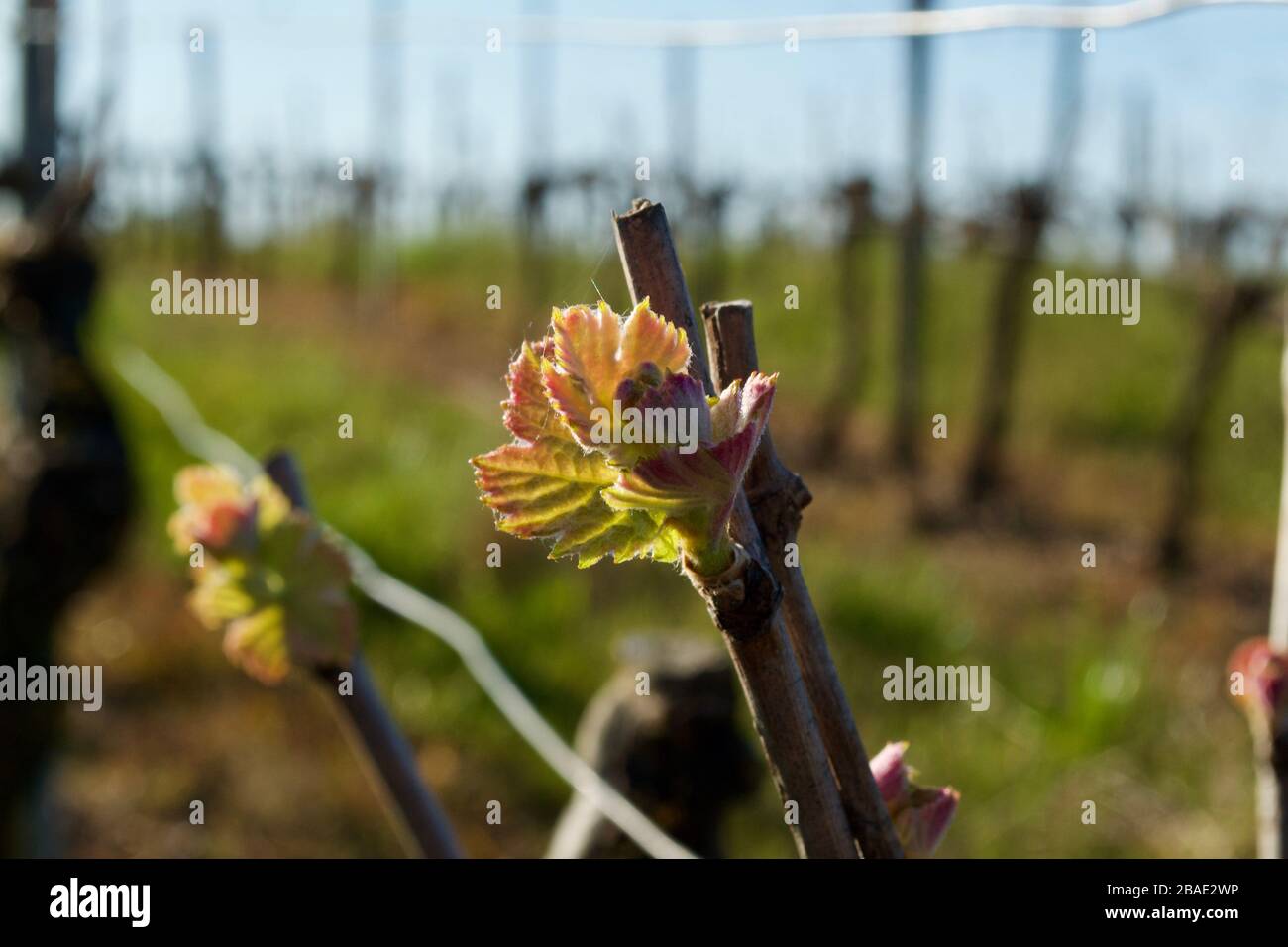 New shoots on vines in early spring in a vineyard in the Cotes de Duras AOC, France. Stock Photo