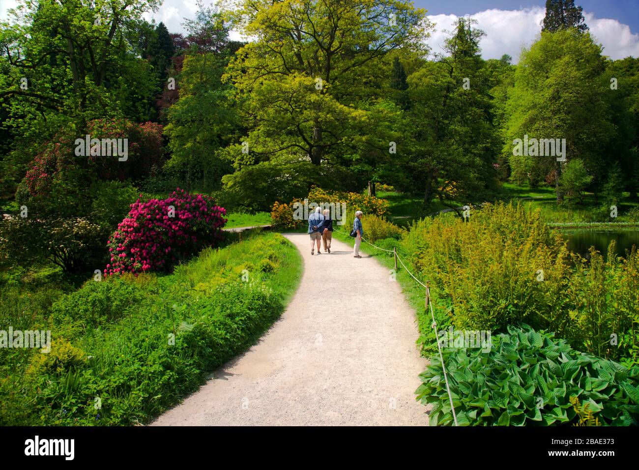 The brilliant spring colours of rhododendrons  and azaleas at Stourhead Gardens, Wiltshire, England, UK Stock Photo
