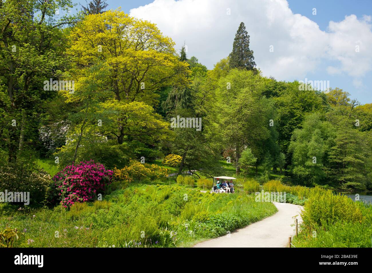 An electric buggy takes visitors past the brilliant spring colours of rhododendrons  and azaleas at Stourhead Gardens, Wiltshire, England, UK Stock Photo
