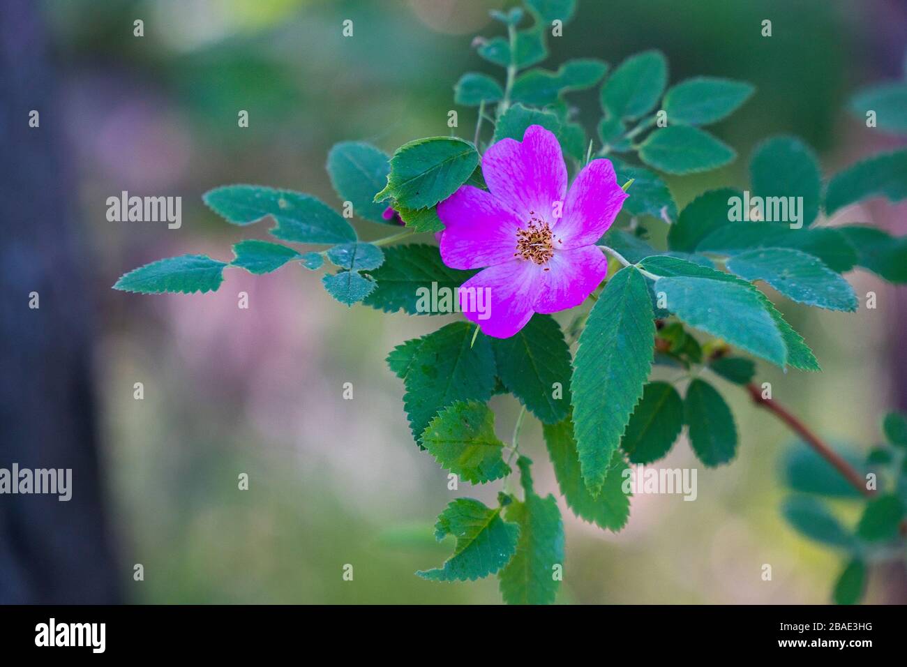 Pink wild rose hips flower. Selective focus Stock Photo