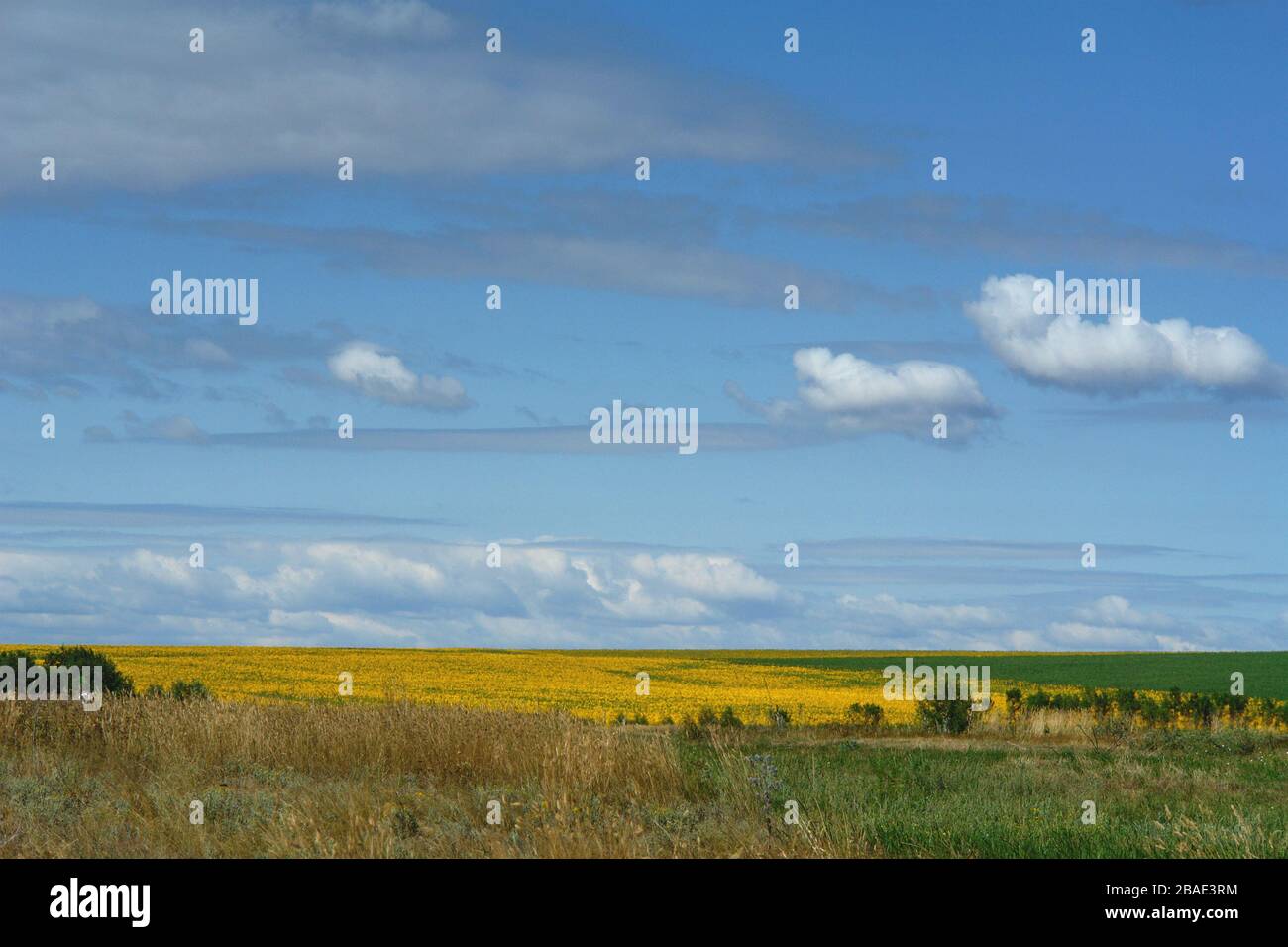 Yellow field of sunflowers in the distance against a blue sky with ...