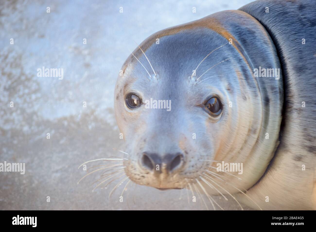 Seal pup looking at camera full face Stock Photo