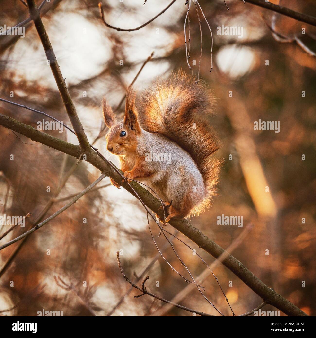 Small squirrel sits on the tree. Stock Photo