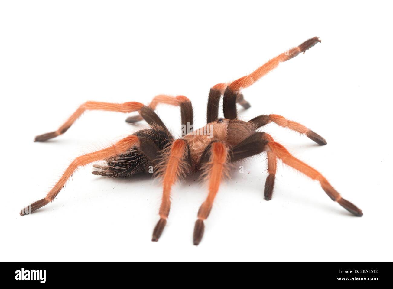 Mexican Fireleg Tarantula Brachypelma Boehmei Isolated On White mexican-fireleg-tarantula-brachypelma-boehmei-isolated-on-white