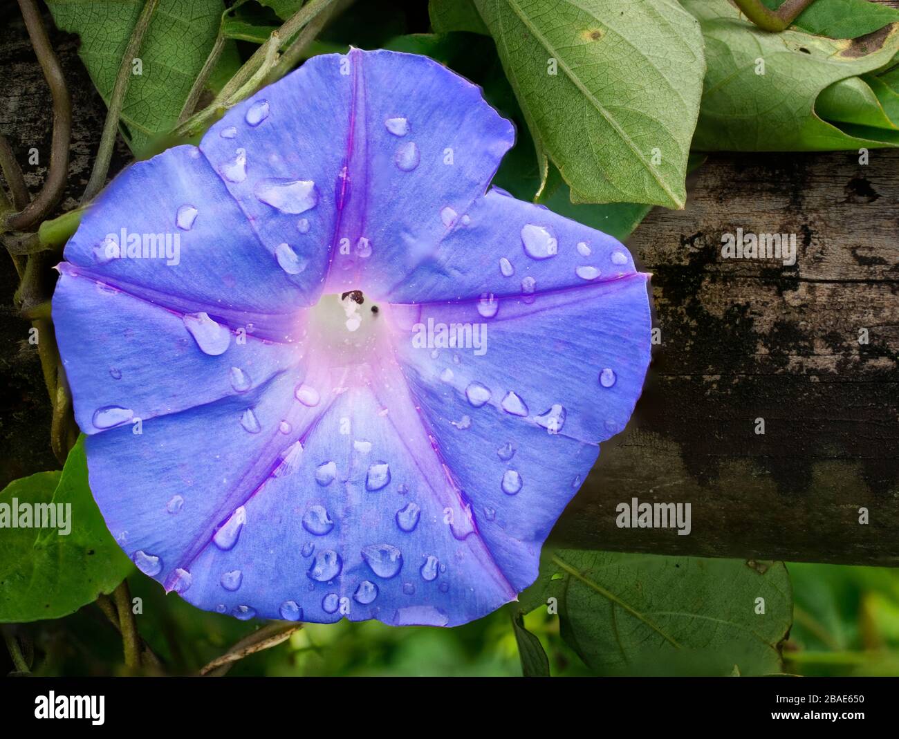 Indian Ocean, Mauritius, Morning Glory, Convolvulus sabatius, Flower Stock Photo