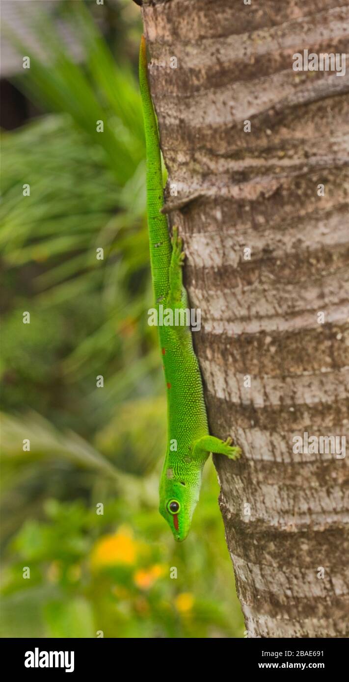 Indian Ocean, Mauritius, Day Gecko, Phelsuma grandis Stock Photo