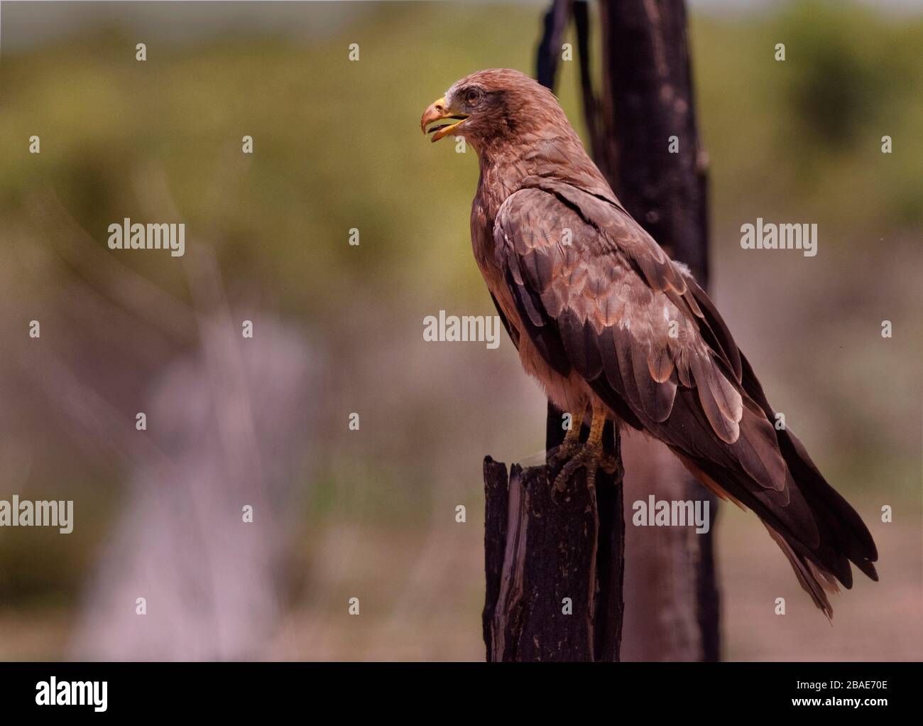 Indian Ocean, Madagascar, Morondava, Kirindy Nature Reserve, Yellow Billed Kite Stock Photo