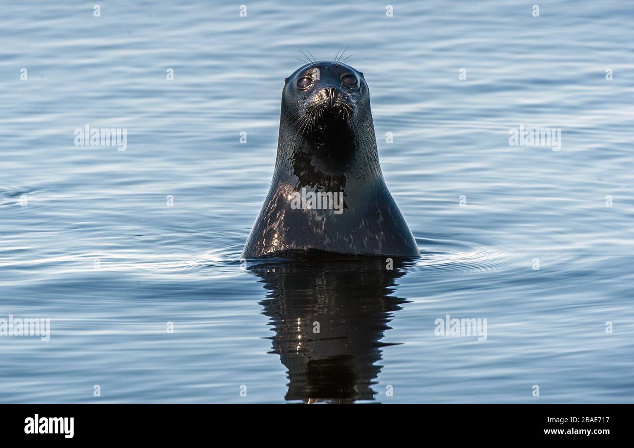 The Ladoga ringed seal.   Blue water background. Scientific name: Pusa hispida ladogensis. The Ladoga seal in a natural habitat. Ladoga Lake. Russia Stock Photo