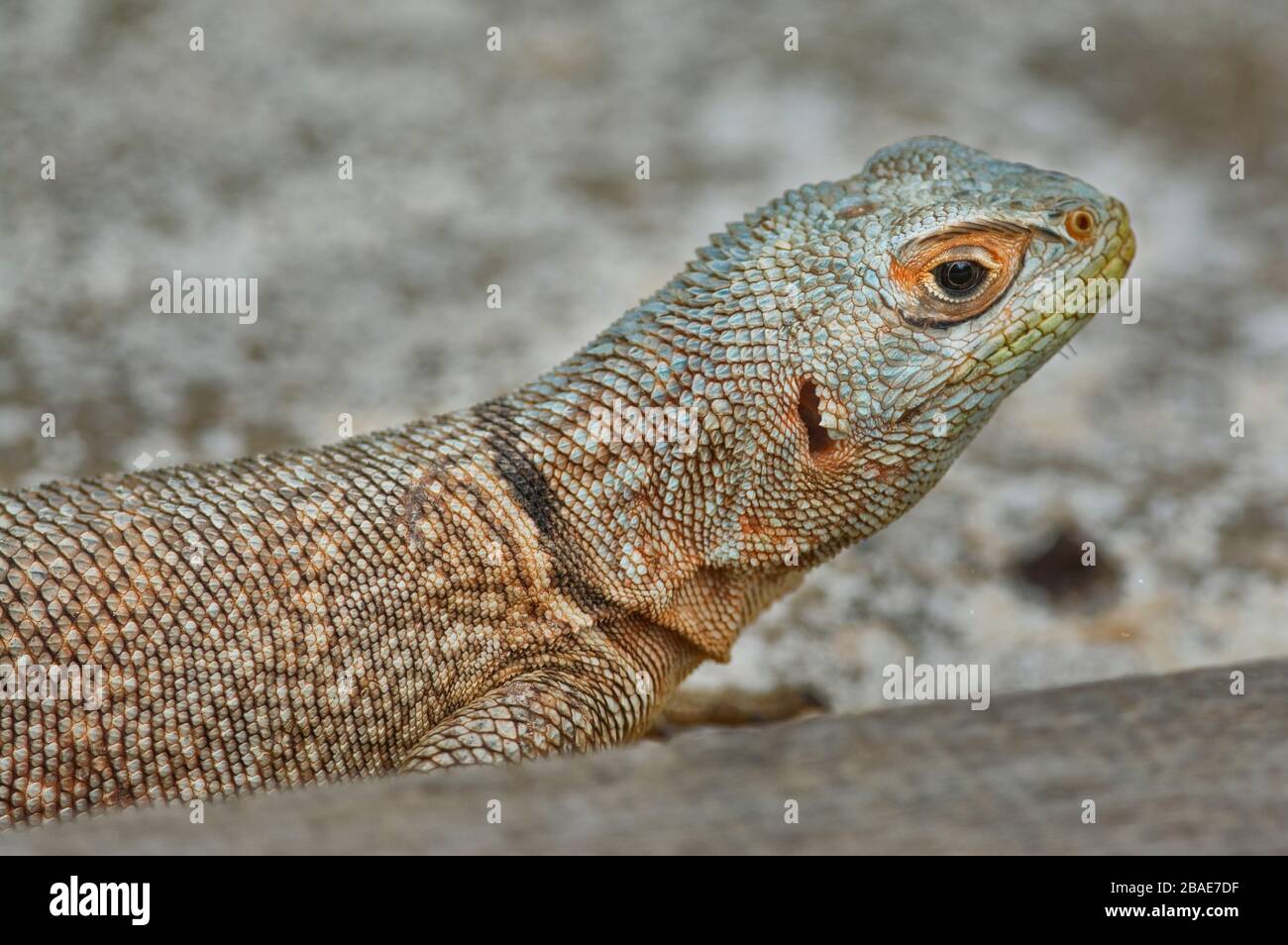 Indian Ocean, Madagascar, Morondava,  Kirindy Nature Reserve, Spiny Tailed Iguana Stock Photo