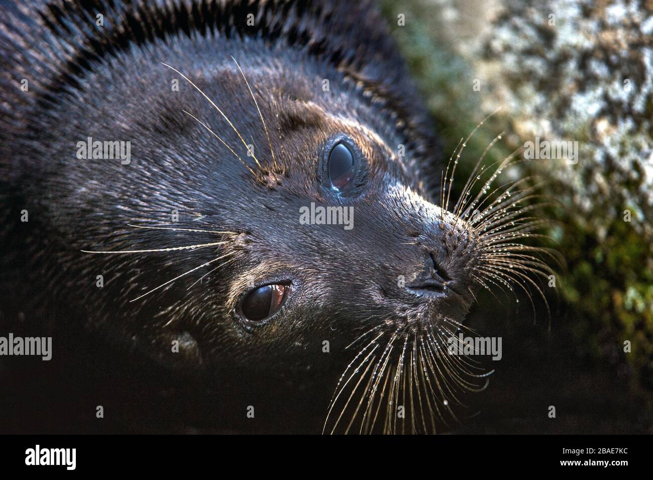 The Ladoga ringed seal.  Close up portrait. Scientific name: Pusa hispida ladogensis. The Ladoga seal in a natural habitat. Ladoga Lake. Russia Stock Photo