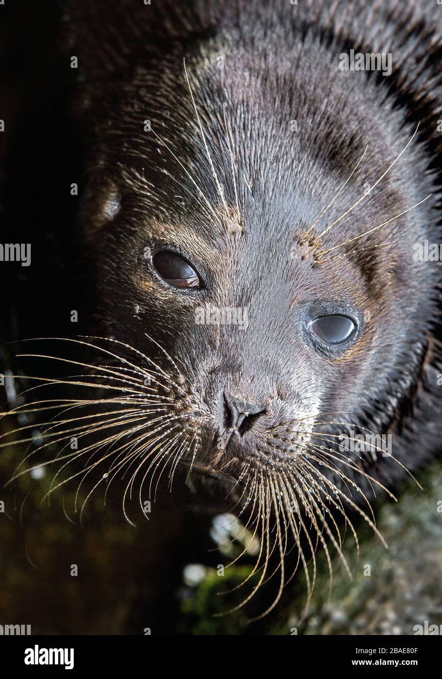 The Ladoga ringed seal.  Close up portrait. Scientific name: Pusa hispida ladogensis. The Ladoga seal in a natural habitat. Ladoga Lake. Russia Stock Photo