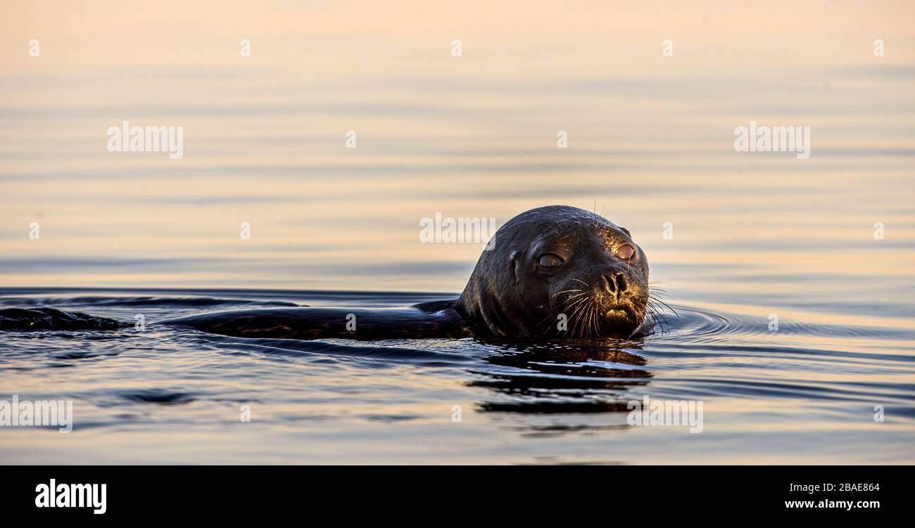 The Ladoga ringed seal swimming in the water. Sunset light. Scientific name: Pusa hispida ladogensis. The Ladoga seal in a natural habitat. Summer sea Stock Photo