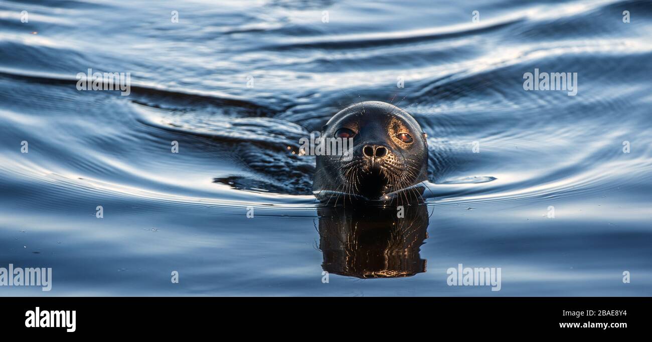 The Ladoga ringed seal swimming in the water. Scientific name: Pusa hispida ladogensis. The Ladoga seal in a natural habitat. Summer season. Ladoga La Stock Photo