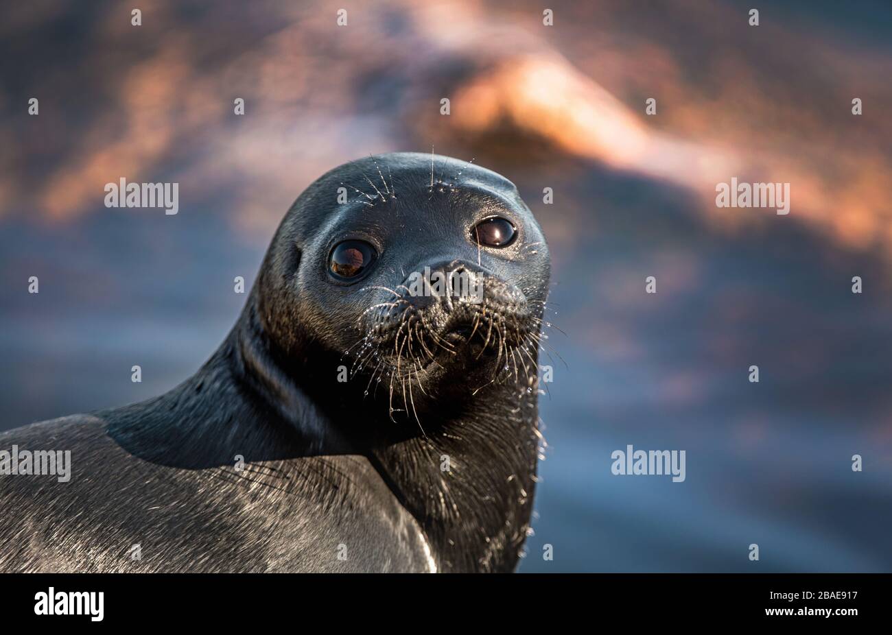 The Ladoga ringed seal. Close up portrait. Scientific name: Pusa hispida ladogensis. The Ladoga seal in a natural habitat. Ladoga Lake. Russia Stock Photo