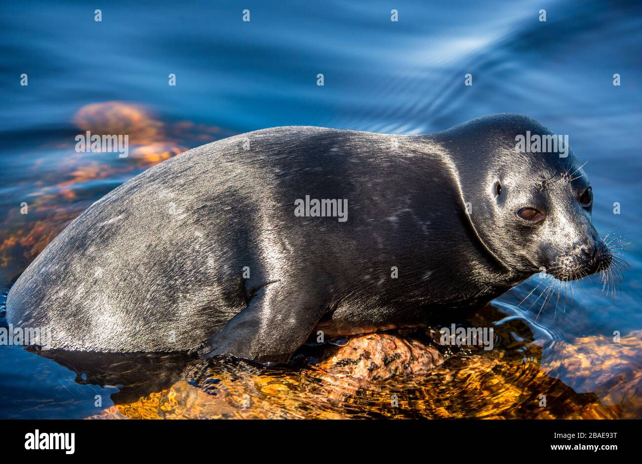 The Ladoga ringed seal resting on a stone. Scientific name: Pusa hispida ladogensis. The Ladoga seal in a natural habitat. Ladoga Lake. Russia Stock Photo