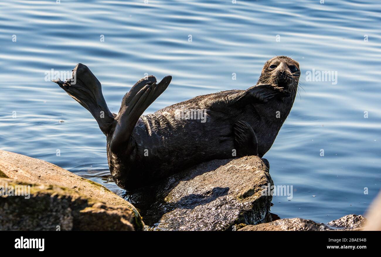 The Ladoga ringed seal resting on a stone. Scientific name: Pusa hispida ladogensis. The Ladoga seal in a natural habitat. Ladoga Lake. Russia Stock Photo