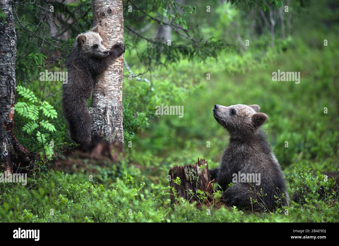Cubs of Brown Bear in the summer forest. Natural habitat. Scientific ...