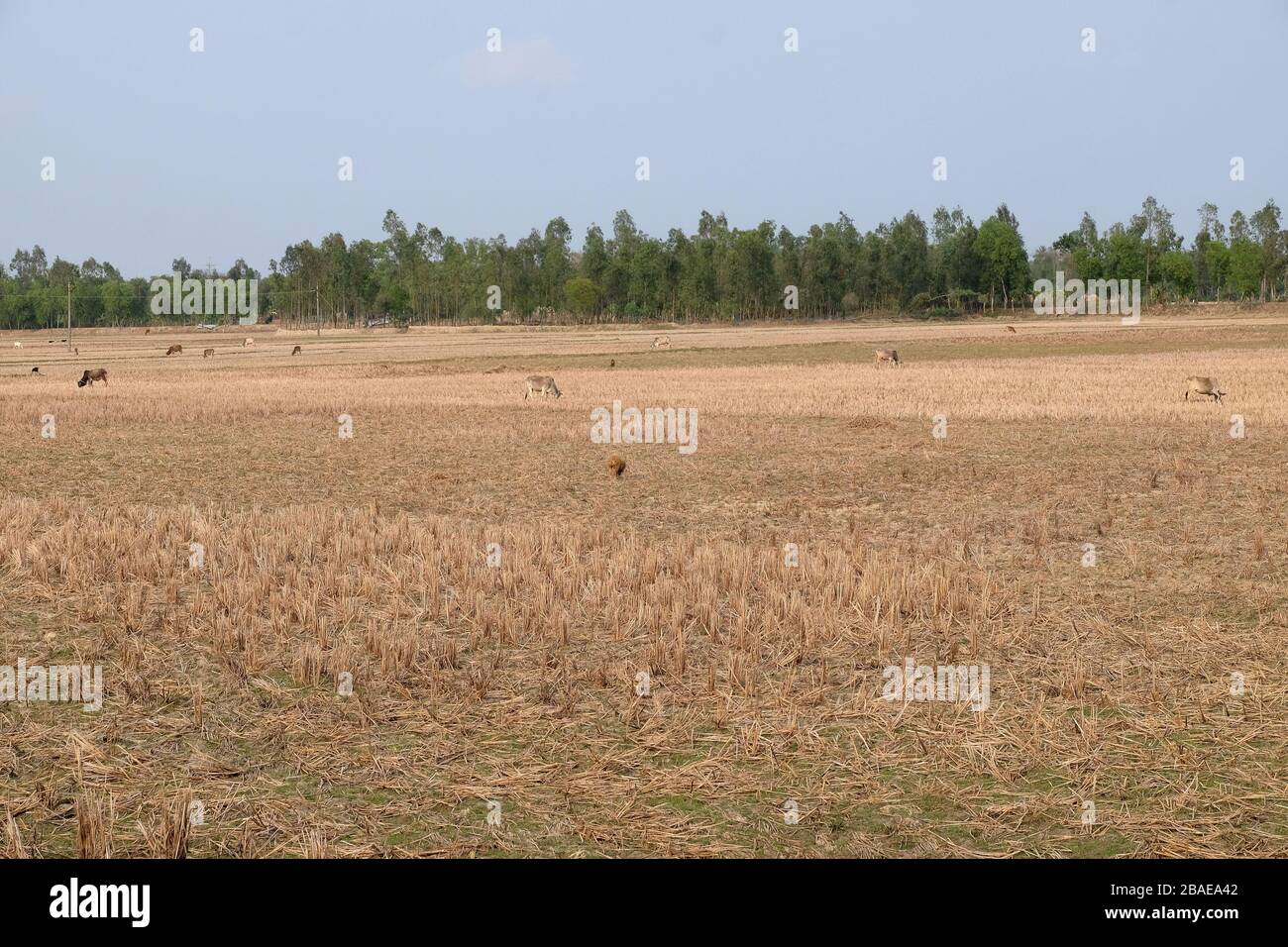 Rice field after harvest rice hi-res stock photography and images - Alamy
