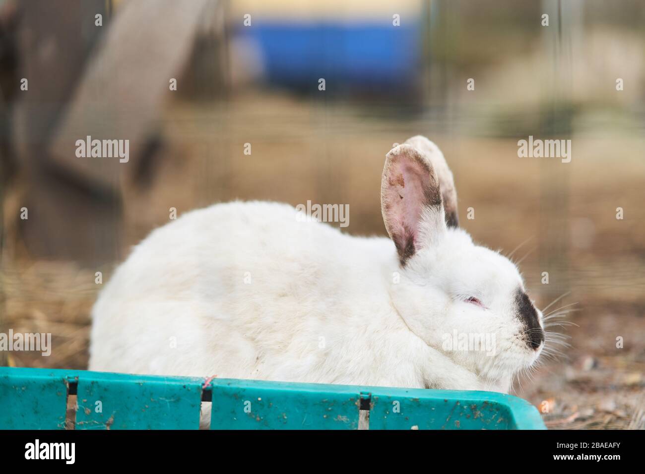 white fluffy rabbit eats weed outdoors. Close-up.  Stock Photo