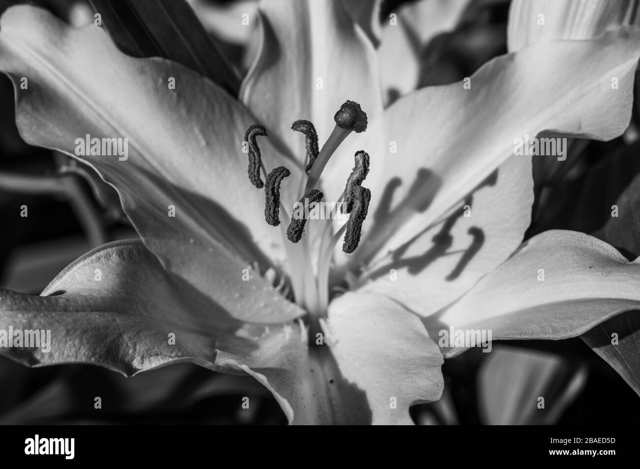 Black and white closeup of a white lily flower's stigma, style, stamens, filaments and petals in direct sunlight creating shadows. Stock Photo