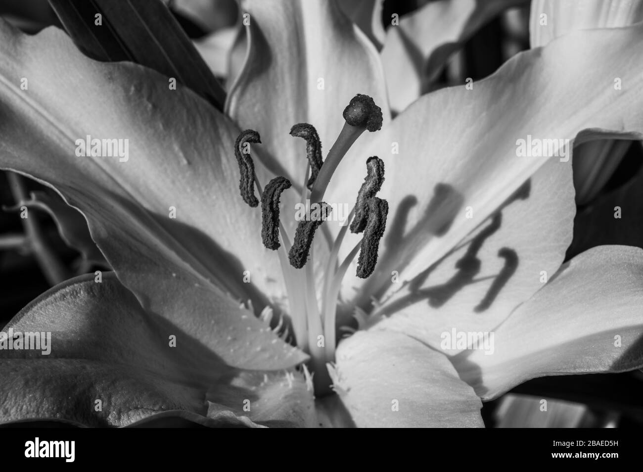 Black and white closeup of a white lily flower's stigma, style, stamens, filaments and petals in direct sunlight creating shadows. Stock Photo