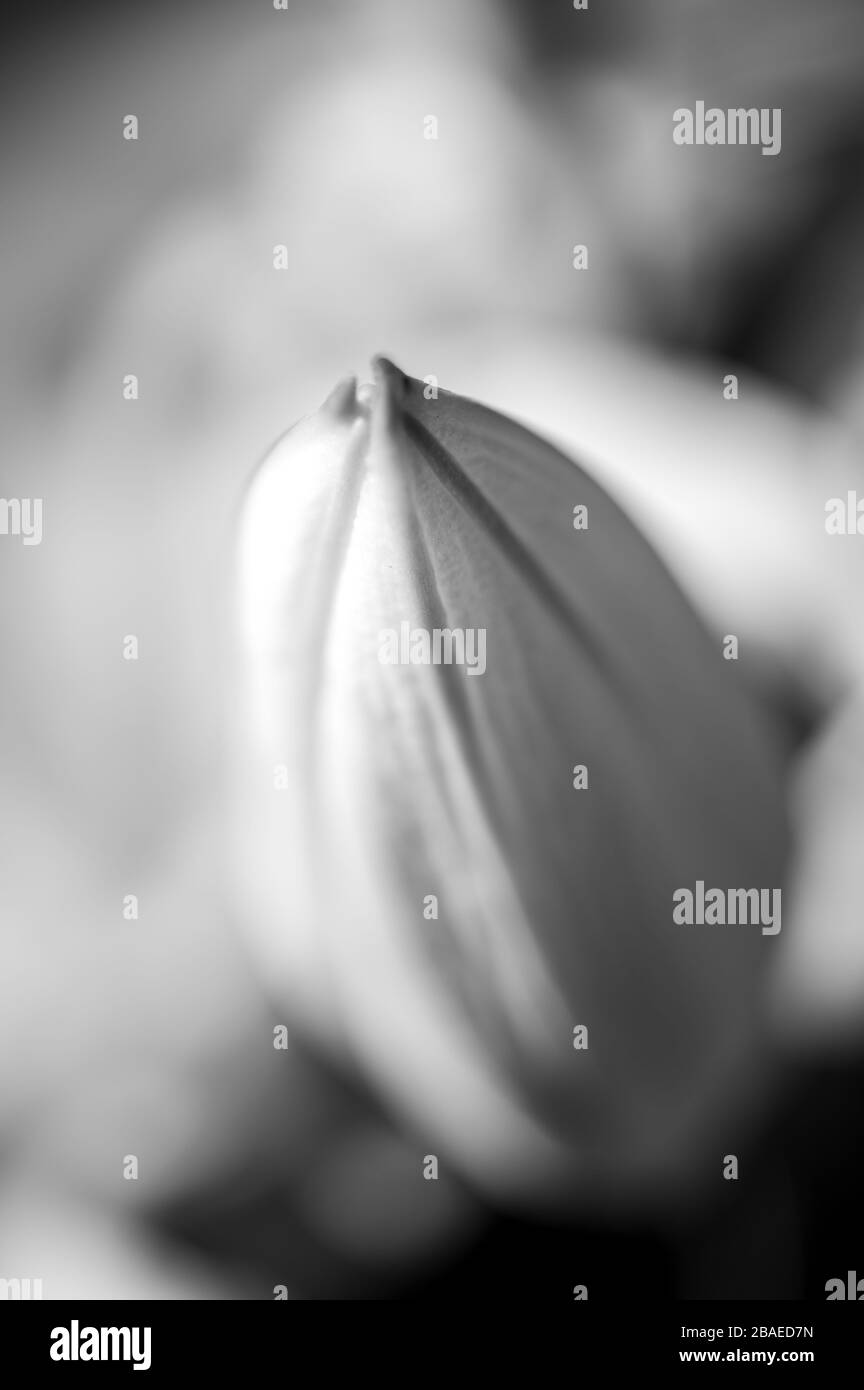 Black and white abstract closeup of a white lily flower's bud with very narrow depth of field. Stock Photo