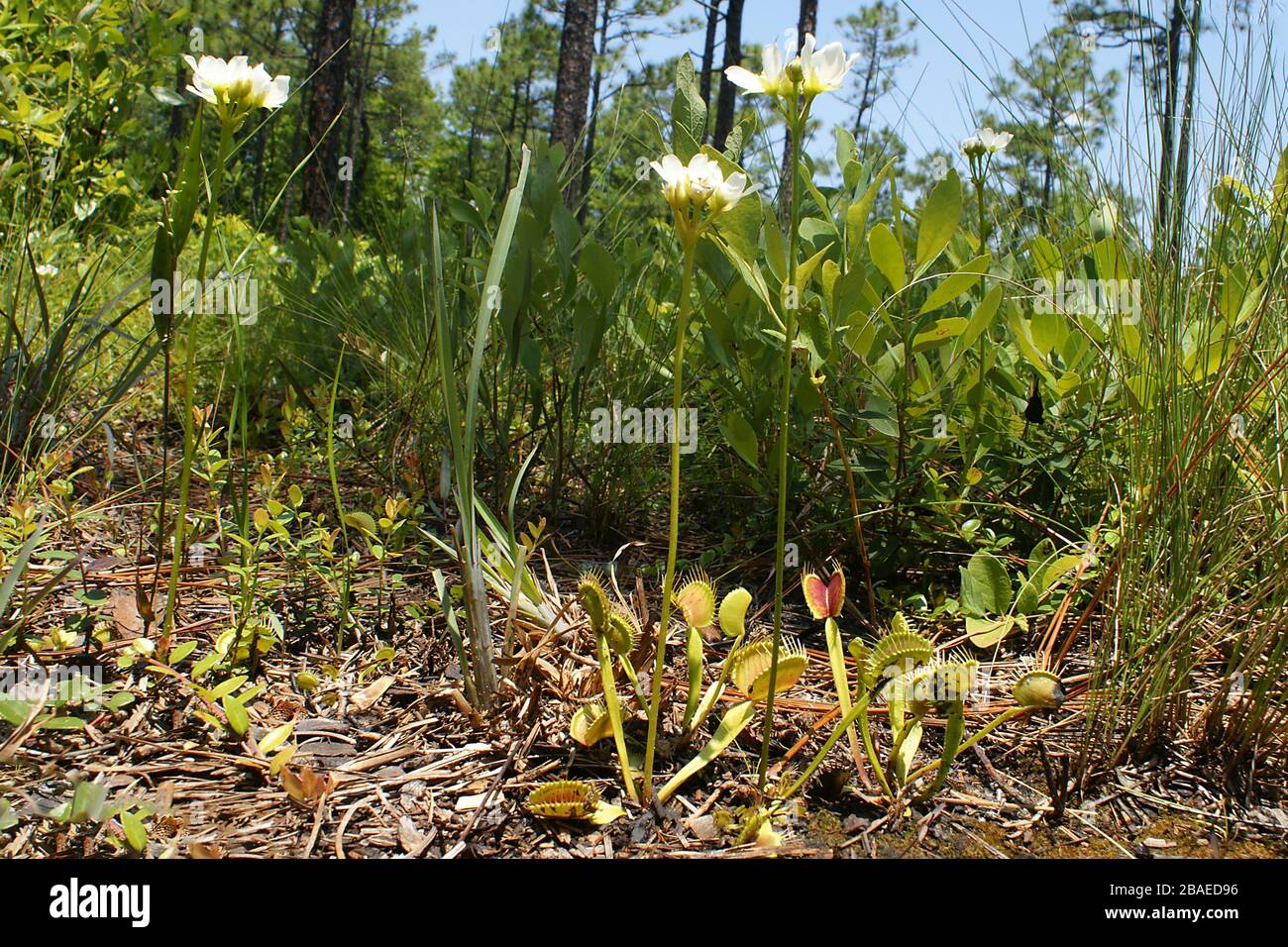 Flowering plants of the carnivorous Venus Flytrap, growing in their