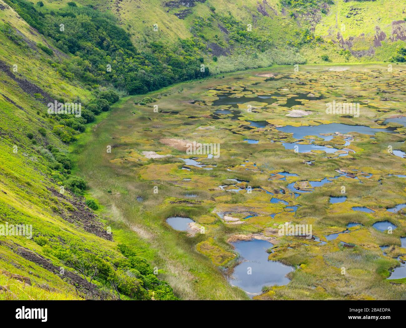 View of wetland in Rano Kau extinct volcano crater rim, Rapa Nui, Easter Island, Chile Stock Photo