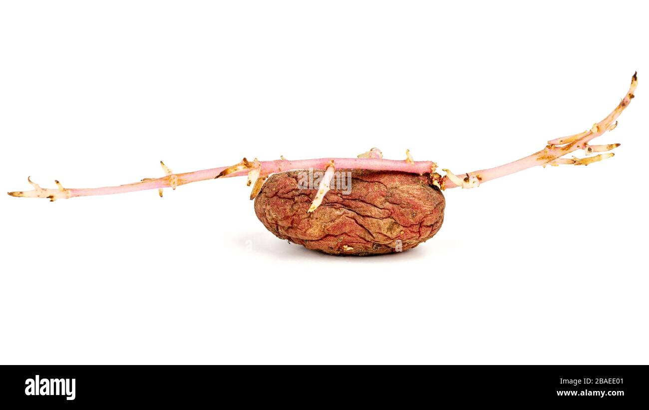 Old germinated pink potato isolated on white background. Big sprouts Stock Photo