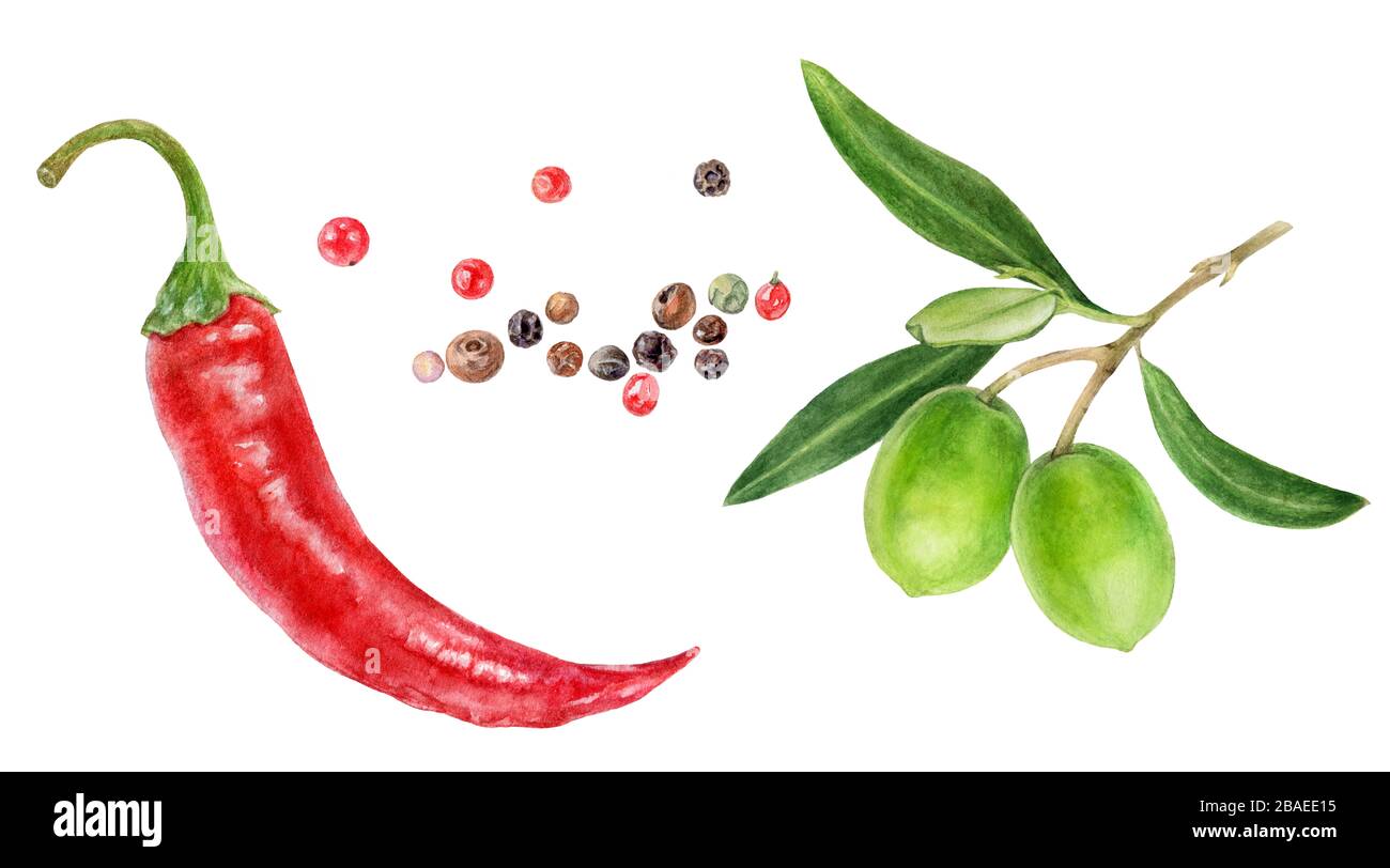 Watercolor olive tree branch hi-res stock photography and images - Alamy