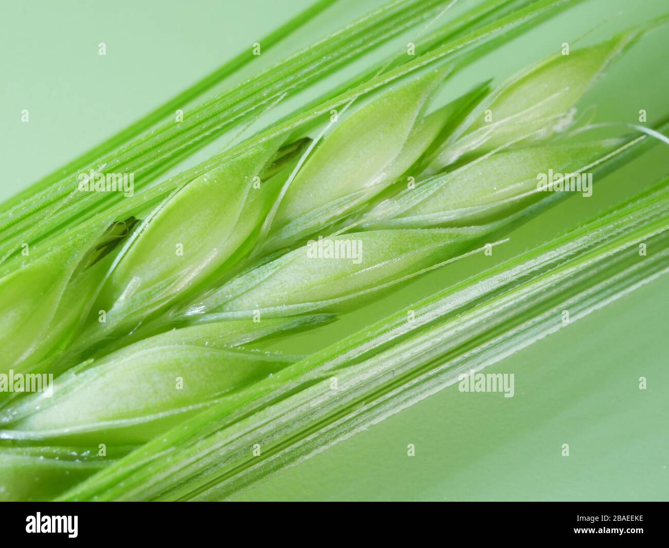 Close up of fresh green Barley flower spike seed and awns isolated against a green background Stock Photo