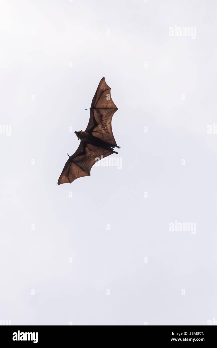 Bat flying overhead in the Royal Botanical Gardens near Kandy, Sri