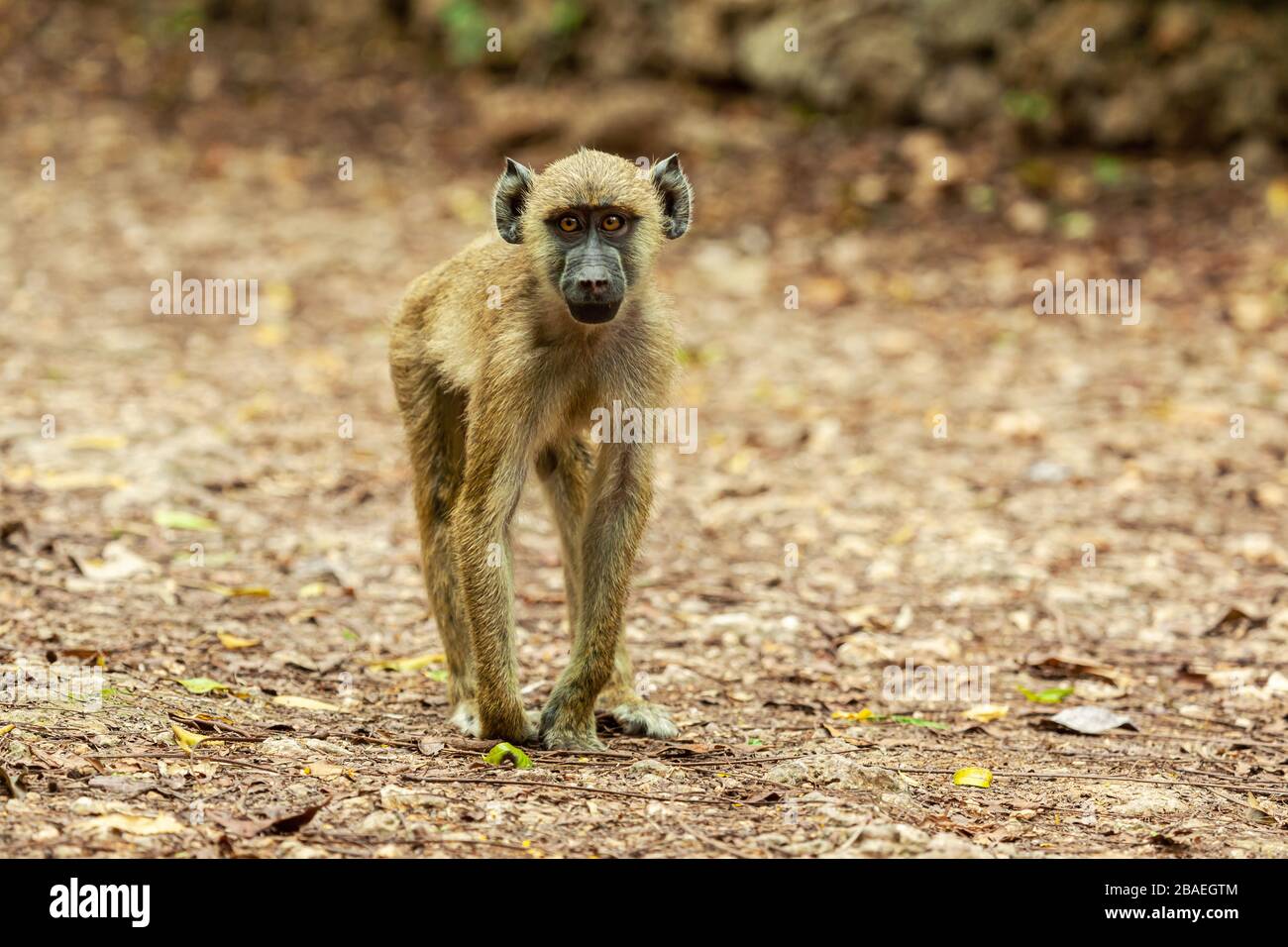 Baboon monkey in Colobus Reserve (Diani Beach, Kenya) Stock Photo