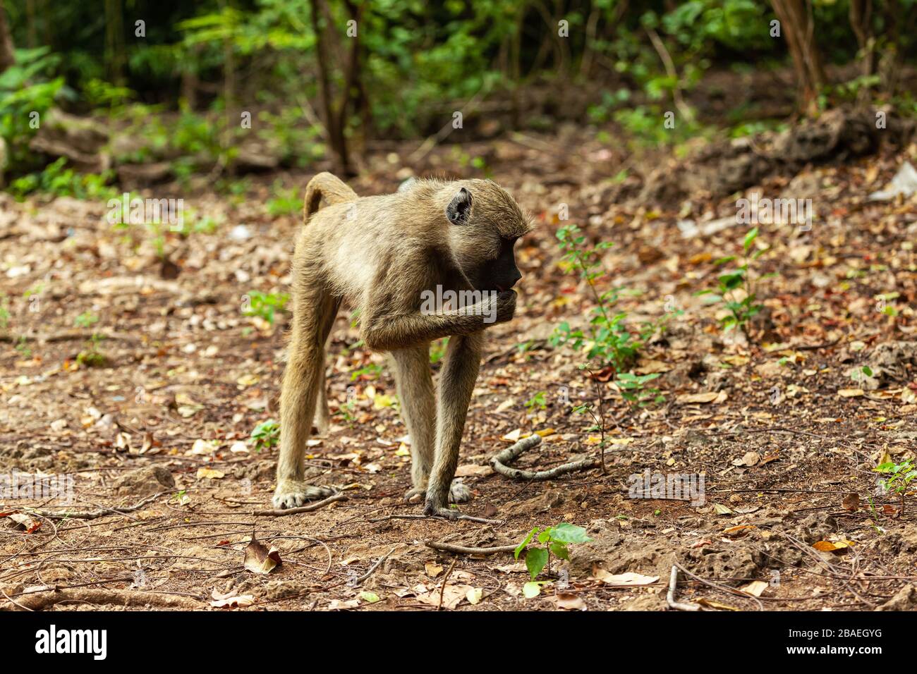 Baboon monkey in Colobus Reserve (Diani Beach, Kenya) Stock Photo