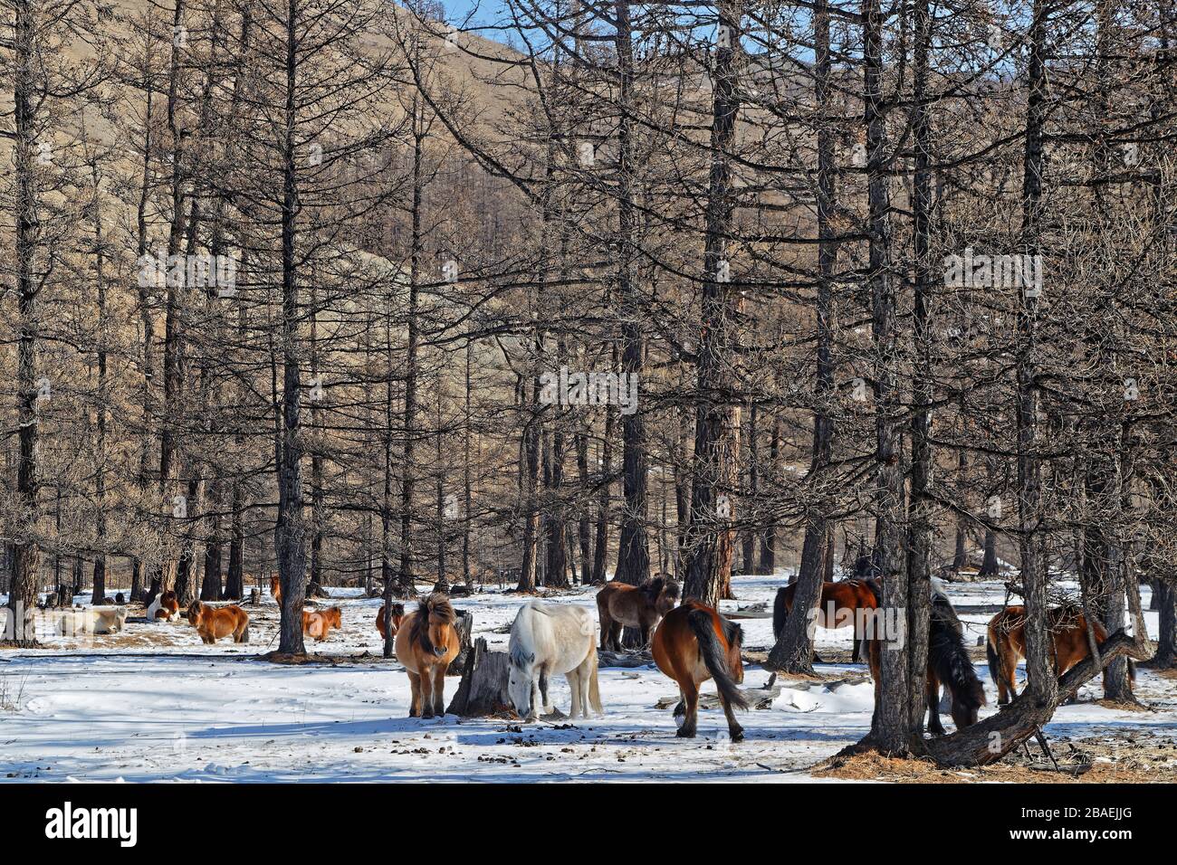 Wild horses herd in the snow of the Mongolian forests Stock Photo - Alamy