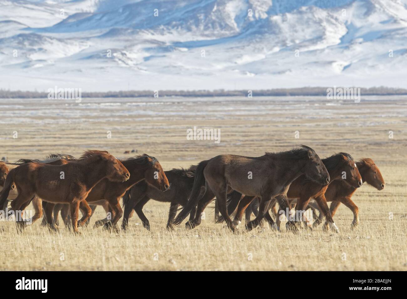Wild horses herd in the Mongolian steppe Stock Photo - Alamy