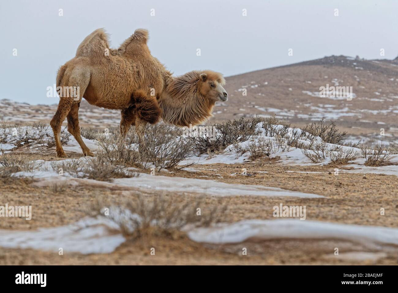 Bactrain camels in the snow of desert, Mongolia Stock Photo - Alamy