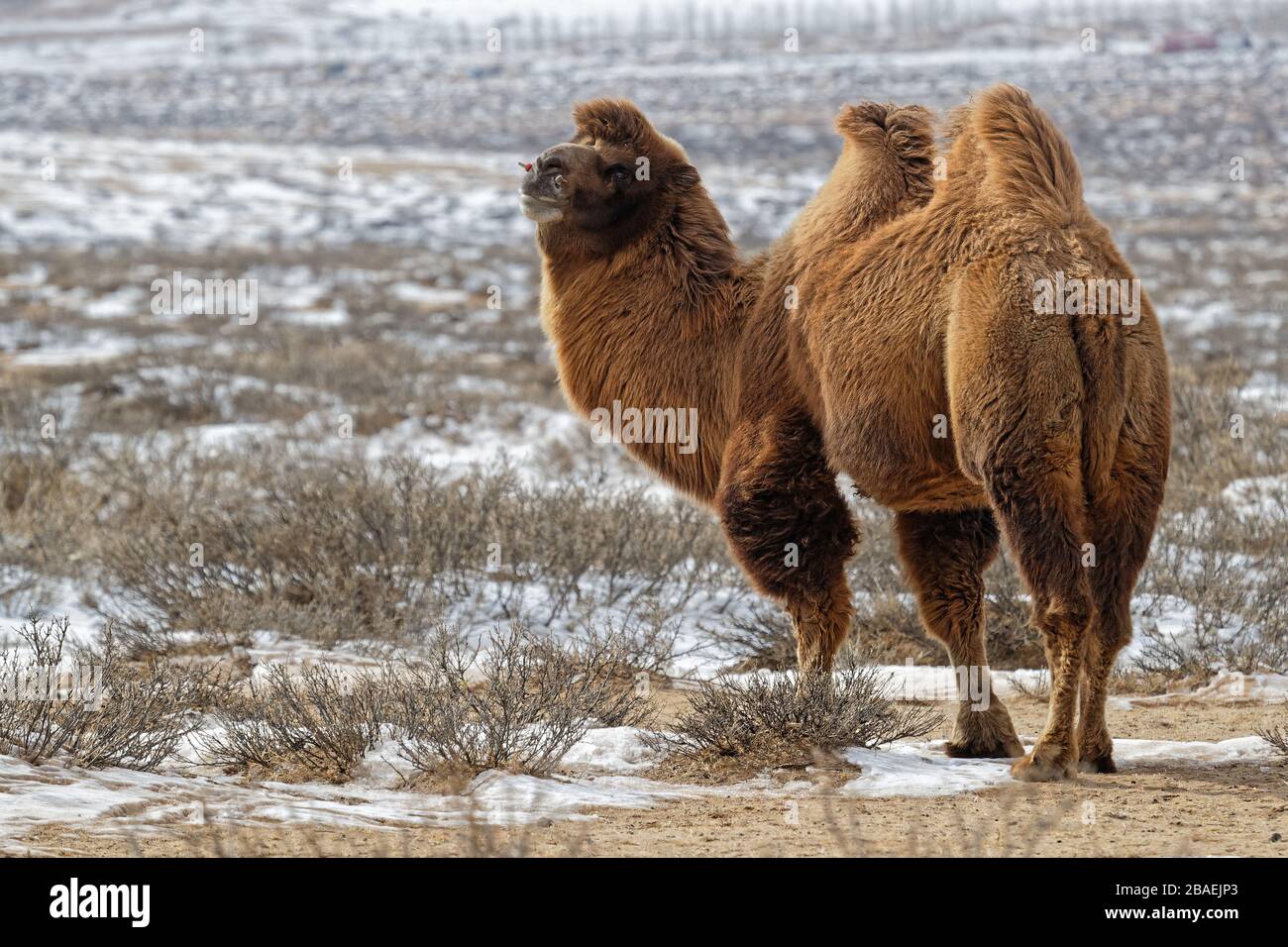 Bactrain camels in the snow of desert, Mongolia Stock Photo - Alamy