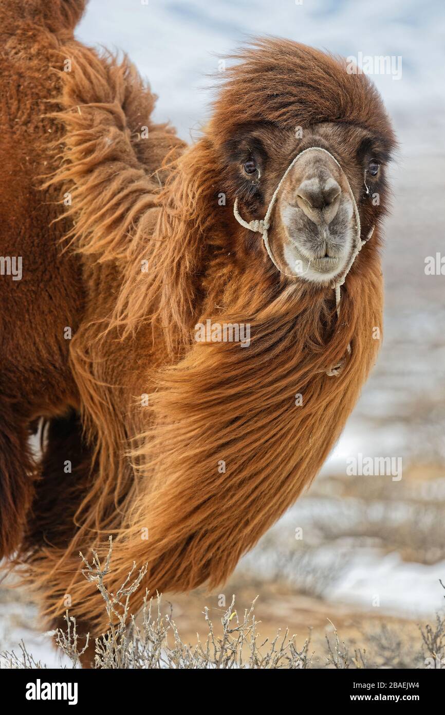 Camel mongolia snow hi-res stock photography and images - Alamy