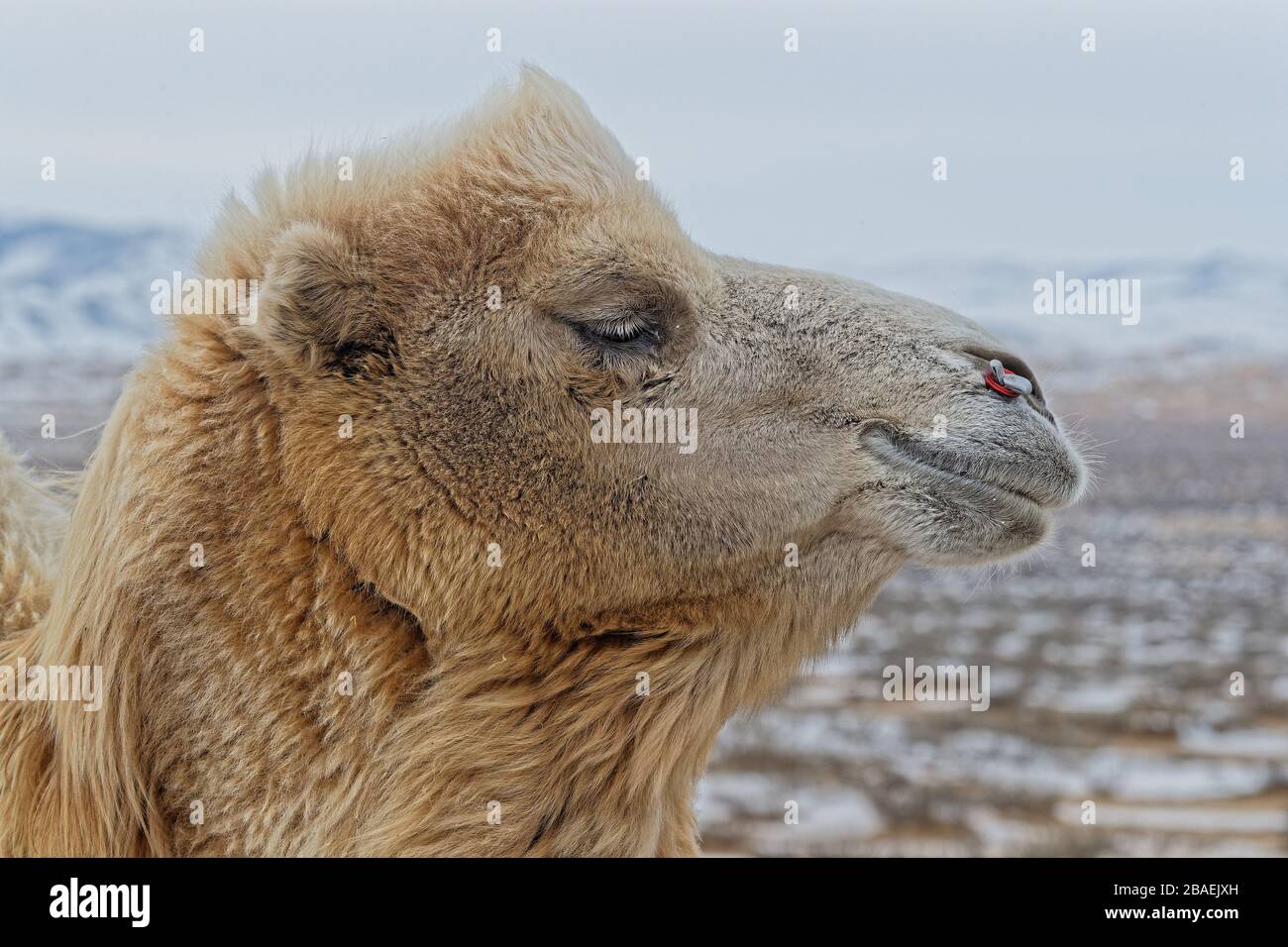Bactrain camels in the snow of desert, Mongolia Stock Photo - Alamy