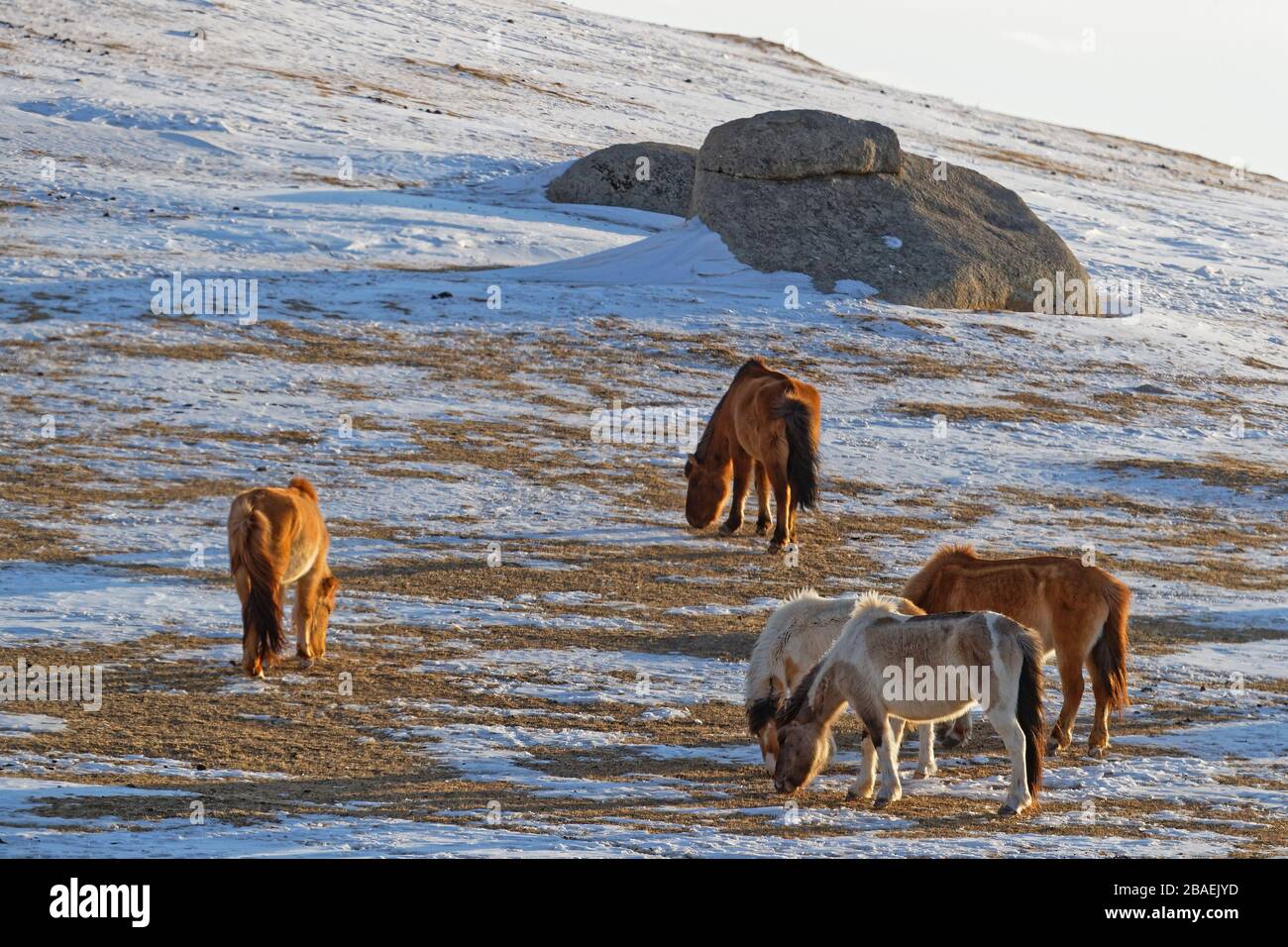 Wild horses herd in the desert during Mongolian winter Stock Photo - Alamy