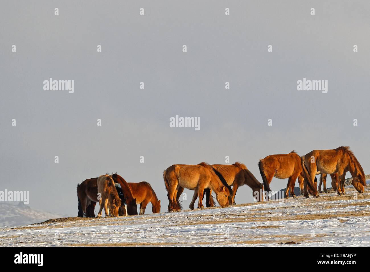 Wild horses herd in the desert during Mongolian winter Stock Photo - Alamy