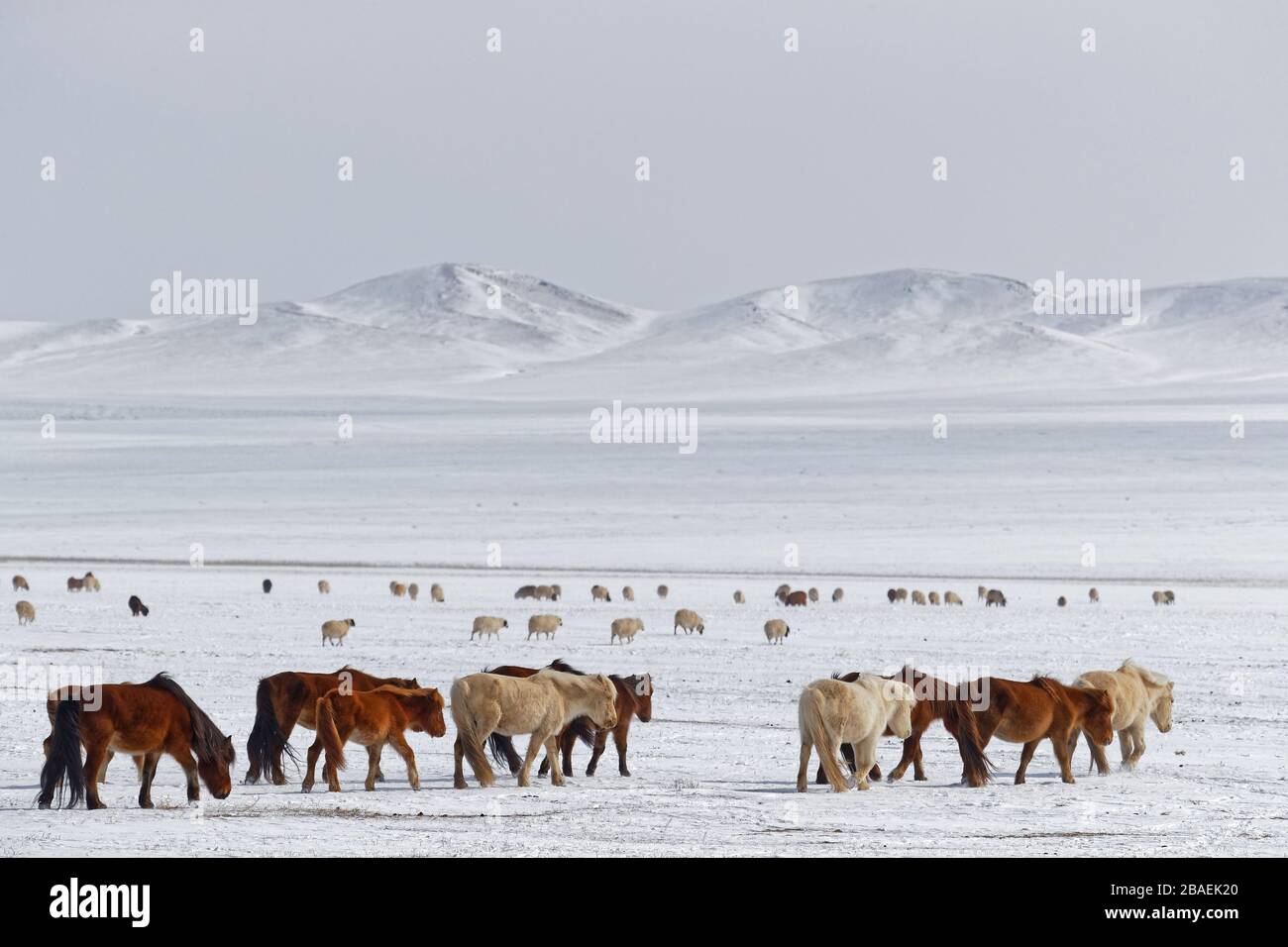 Wild horses herd in the snow of the Mongolian steppe Stock Photo - Alamy