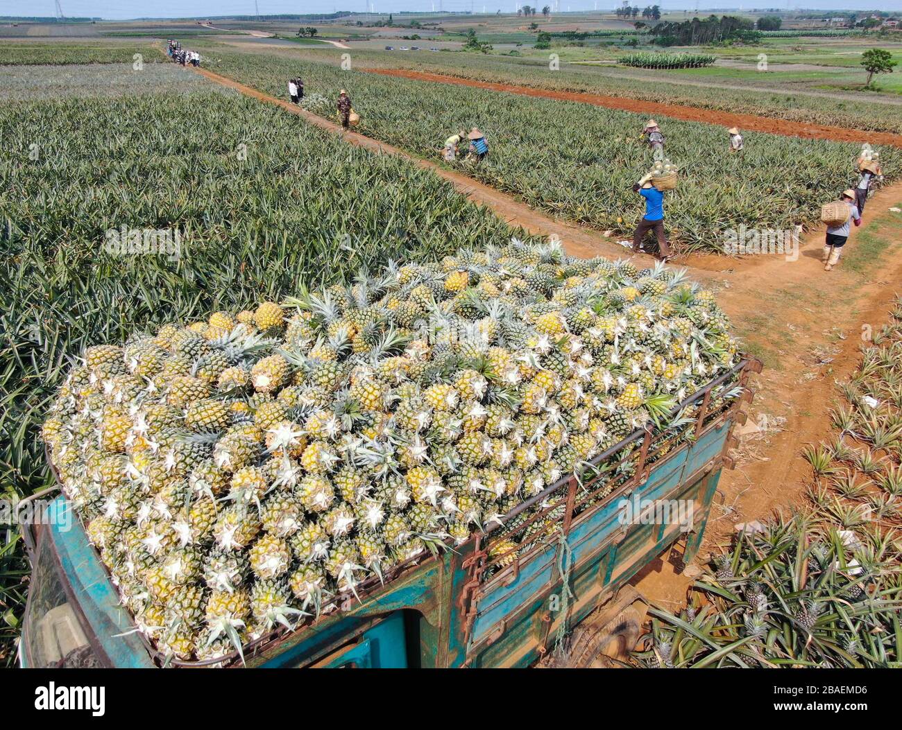 Truck of pineapples hires stock photography and images Alamy